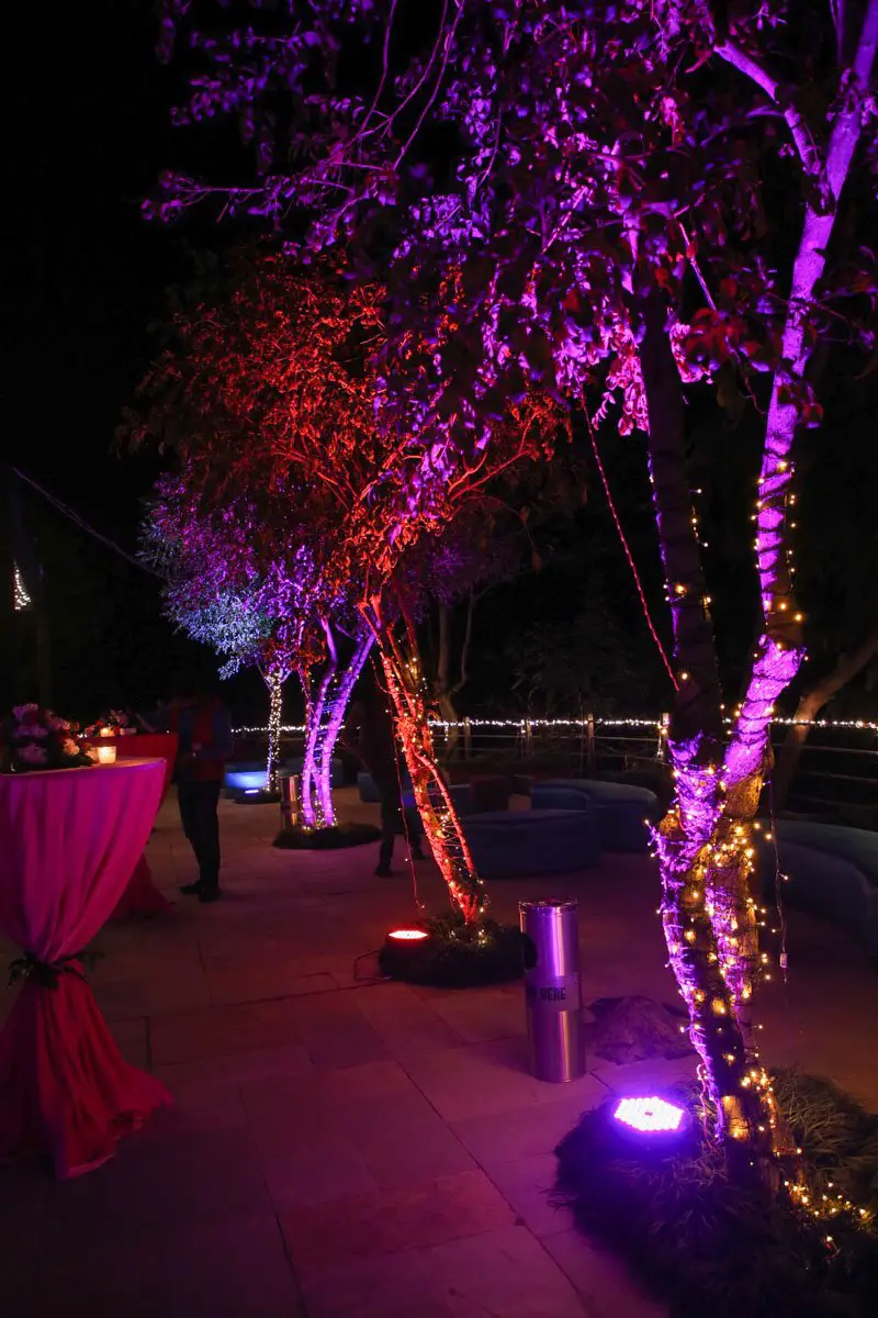 Trees with colorful wedding lighting